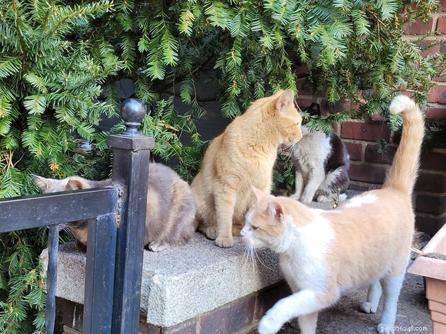How Cats Learn: Do They Mimic Each Other?