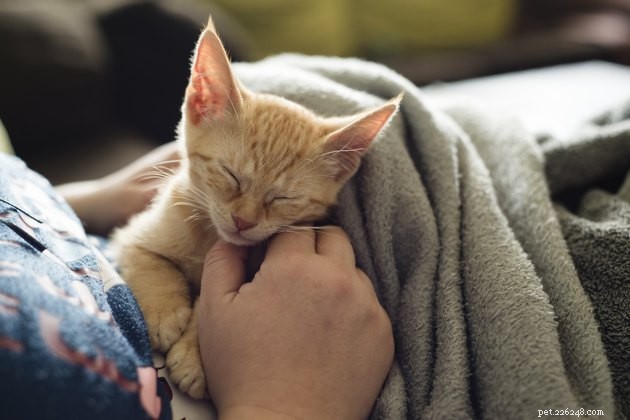 Safe & Stress‑Free 4th of July: Tips to Keep Your Cat Calm During Fireworks