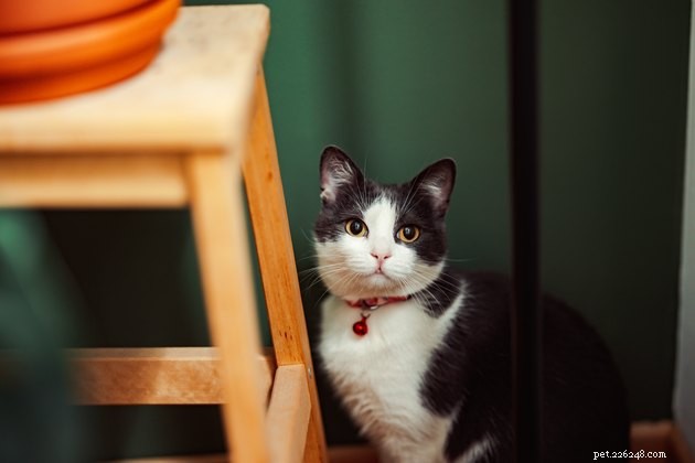 Safe & Stress‑Free 4th of July: Tips to Keep Your Cat Calm During Fireworks