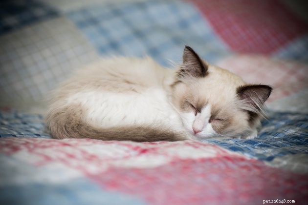 Safe & Stress‑Free 4th of July: Tips to Keep Your Cat Calm During Fireworks