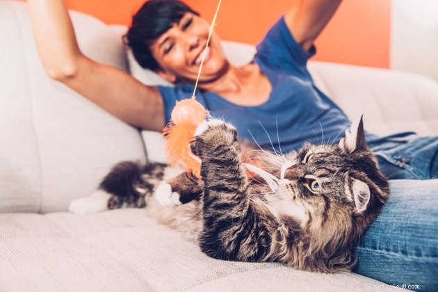 Build a Strong Bond with Your New Cat Through Play & Training