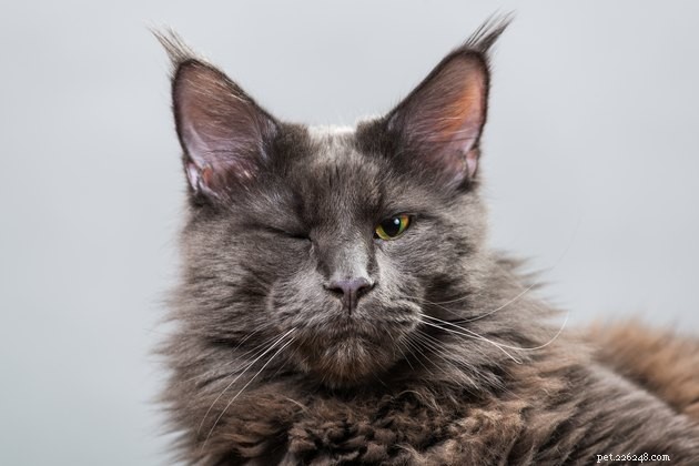 What Does a Cat s Wink Tell You? Decoding Their Eye Language