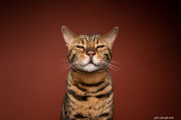 What Does a Cat s Wink Tell You? Decoding Their Eye Language