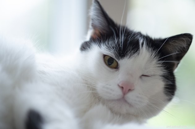 What Does a Cat s Wink Tell You? Decoding Their Eye Language