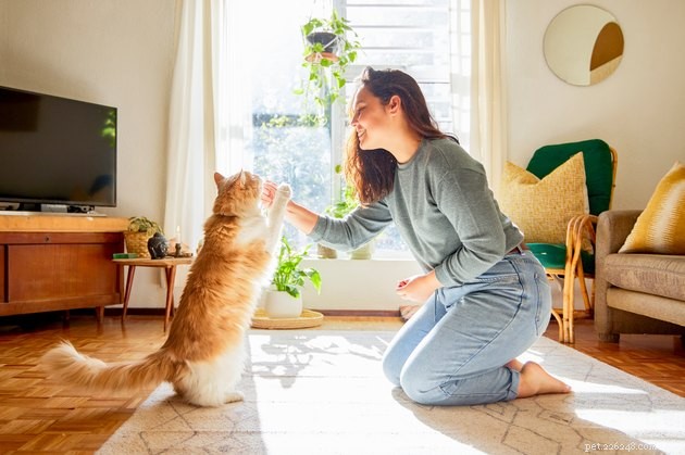 Build a Strong Bond with Your New Cat Through Play & Training