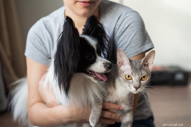 Cat vs. Dog Ownership: Key Differences Every Pet Owner Should Know