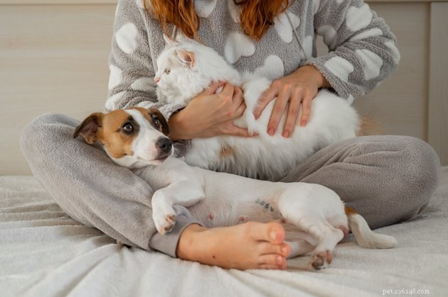 Cat vs. Dog Ownership: Key Differences Every Pet Owner Should Know