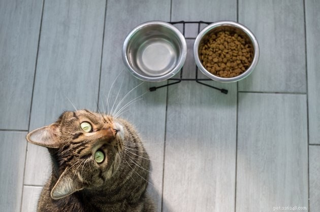 Keep Your Cat’s Water Bowl Separate From Food: Expert Advice