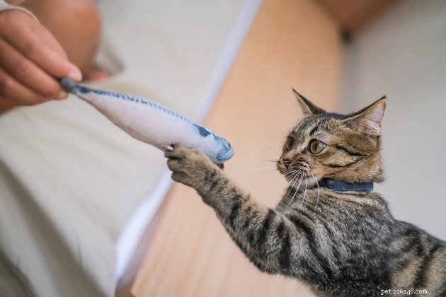5 Proven Enrichment Activities to Keep Your Indoor Cat Healthy and Happy
