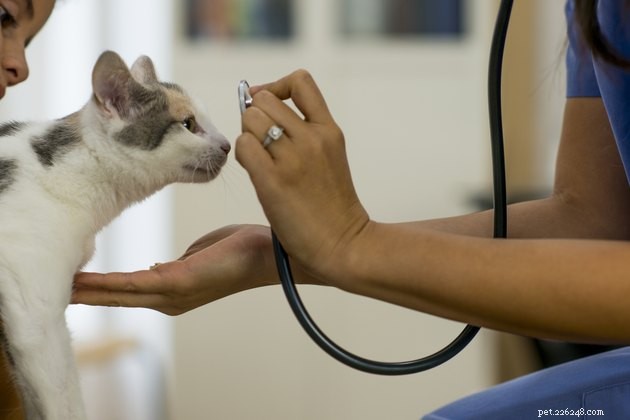 How to Build a Stress‑Free Vet Experience for Your New Cat