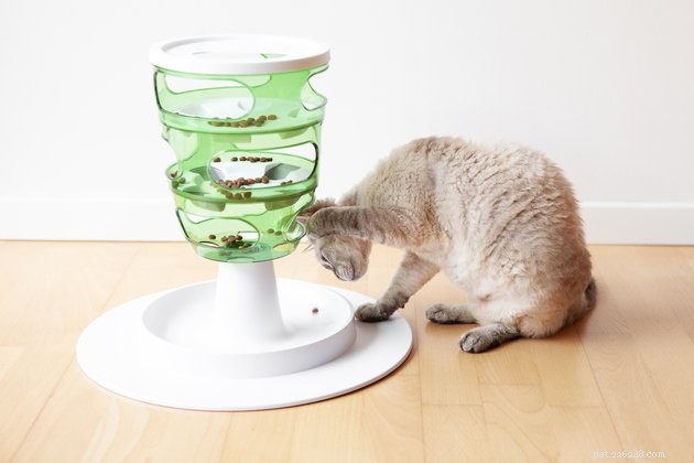 5 Proven Enrichment Activities to Keep Your Indoor Cat Healthy and Happy