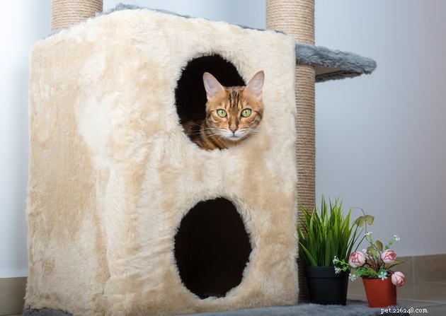 5 Proven Enrichment Activities to Keep Your Indoor Cat Healthy and Happy