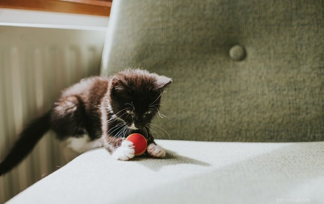 Do Cats Really Play Fetch? Understanding Their Playful Nature