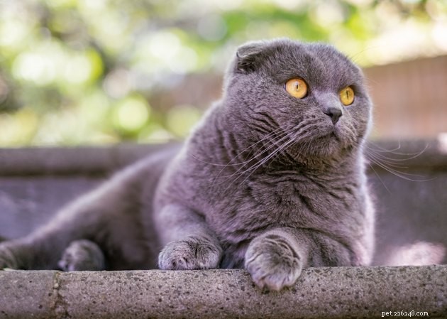 Soothing a Fearful Cat: Expert Tips to Calm Your Feline Companion