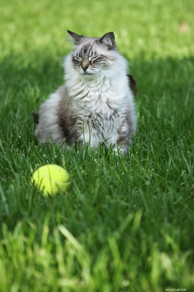 Do Cats Really Play Fetch? Understanding Their Playful Nature
