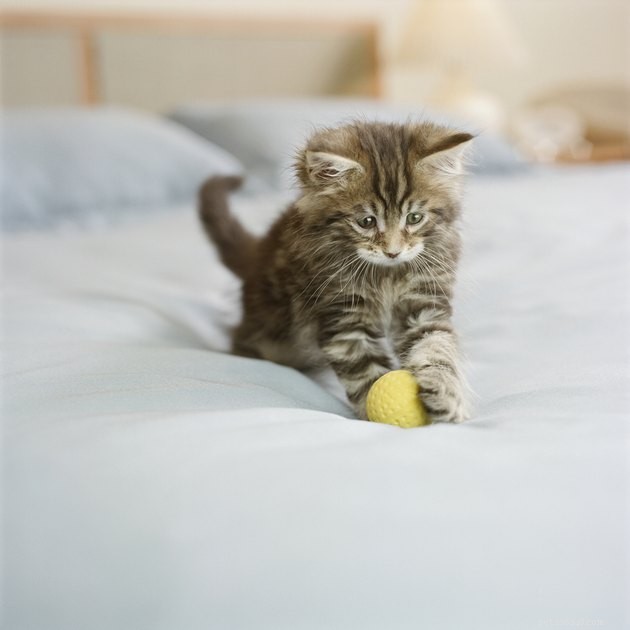 Do Cats Really Play Fetch? Understanding Their Playful Nature