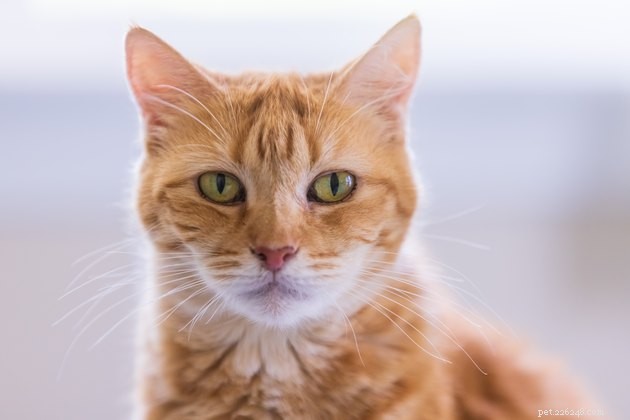 Soothing a Fearful Cat: Expert Tips to Calm Your Feline Companion