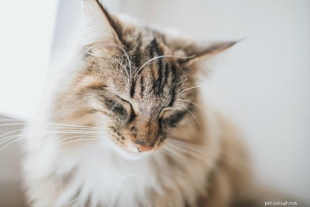 Soothing a Fearful Cat: Expert Tips to Calm Your Feline Companion