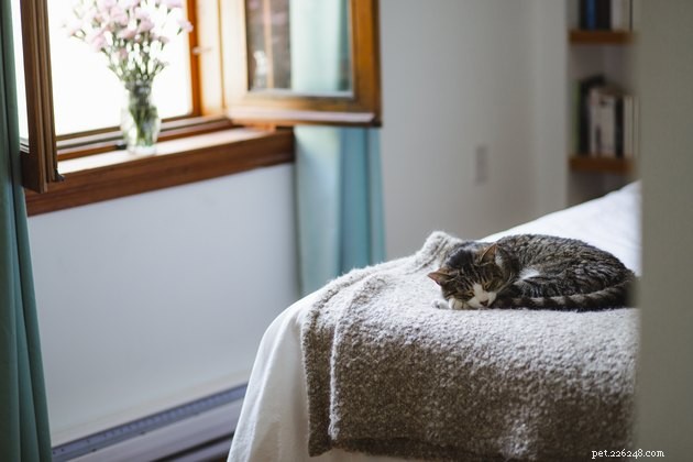 Soothing a Fearful Cat: Expert Tips to Calm Your Feline Companion