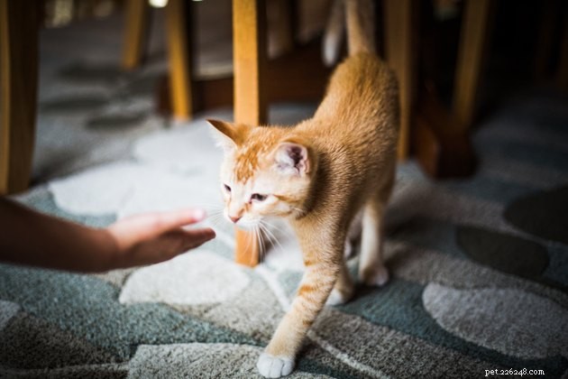 Soothing a Fearful Cat: Expert Tips to Calm Your Feline Companion