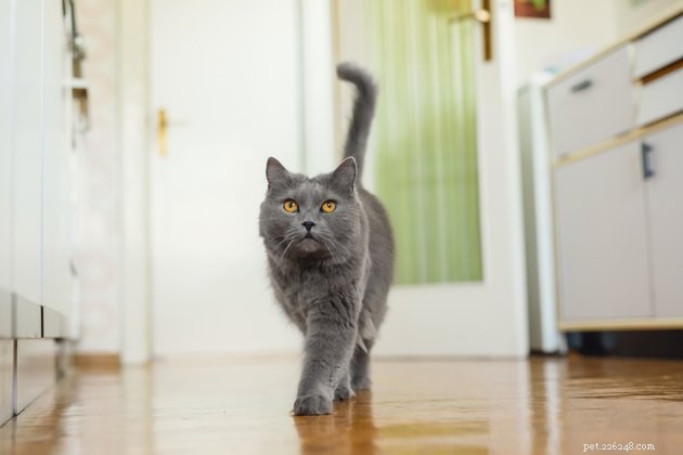 Guidelines for Visitors: Respecting Your Cat s Personal Space