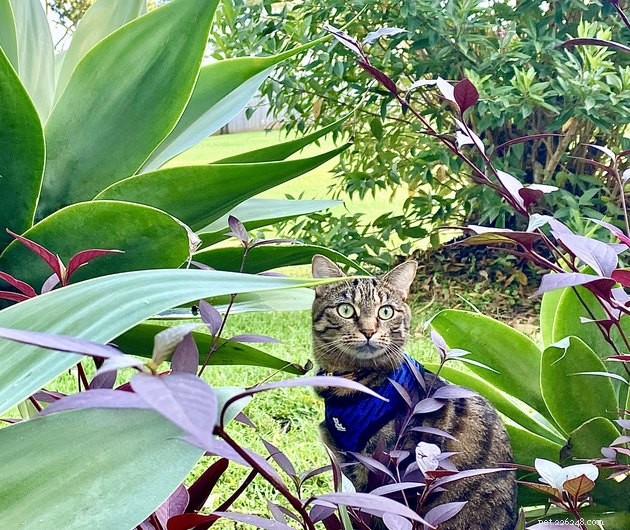 Why Cats Rub Against Plants: 5 Surprising Reasons Explained