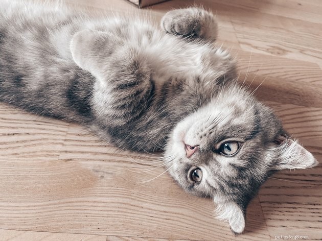 Guidelines for Visitors: Respecting Your Cat s Personal Space