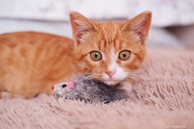 Guidelines for Visitors: Respecting Your Cat s Personal Space