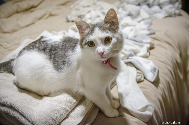 Why Do Cats Prefer Your Dirty Laundry? Insights & Explanations