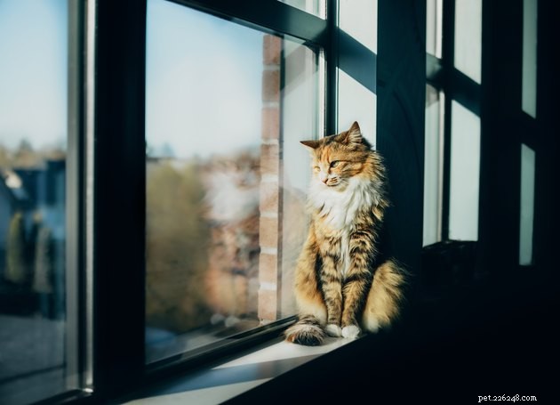 Morning Affection: Why Cats Show Extra Love Early in the Day