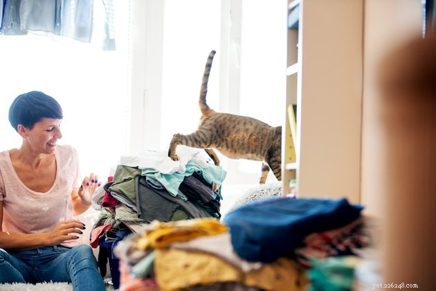 Why Do Cats Prefer Your Dirty Laundry? Insights & Explanations