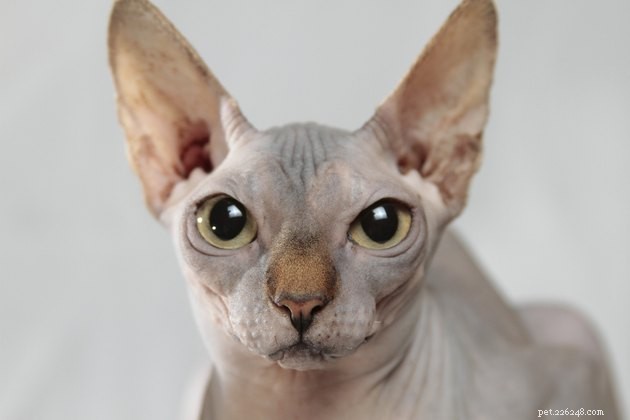 145 Perfect Names for Your Hairless Cat: Classic, Funny, and Unique Ideas