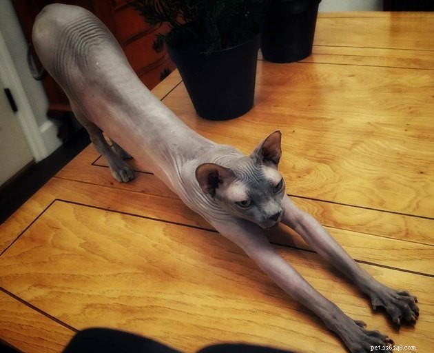 145 Perfect Names for Your Hairless Cat: Classic, Funny, and Unique Ideas