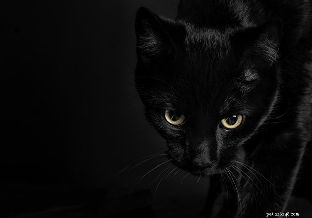 108 Enchantingly Mysterious Cat Names for Your Feline