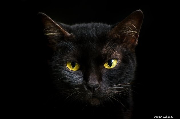 108 Enchantingly Mysterious Cat Names for Your Feline
