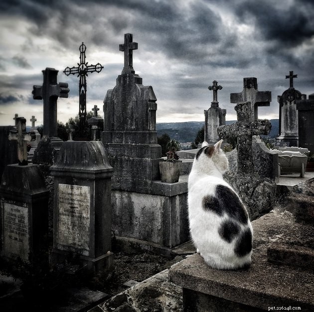 108 Enchantingly Mysterious Cat Names for Your Feline