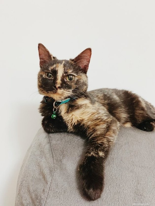 140 Elegant Tortoiseshell Cat Names: Unisex & Gender‑Specific Picks