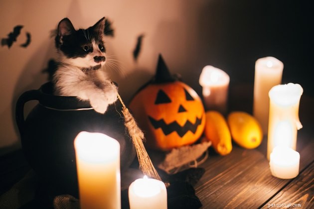108 Enchantingly Mysterious Cat Names for Your Feline