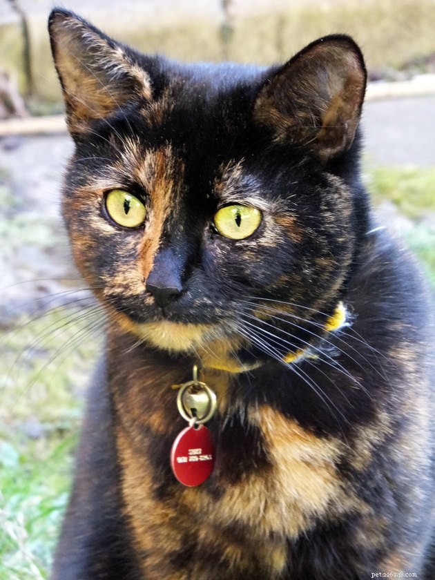 140 Elegant Tortoiseshell Cat Names: Unisex & Gender‑Specific Picks