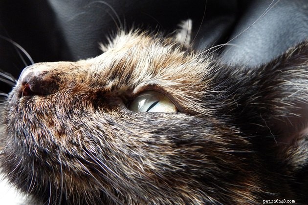 140 Elegant Tortoiseshell Cat Names: Unisex & Gender‑Specific Picks