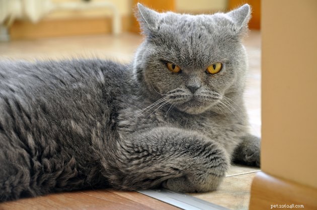 127 Enchanting Cat Names Inspired by Myth, Magic, and Mystery