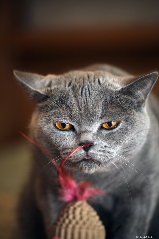 115 Powerful Cat Names for Your Fearless Feline