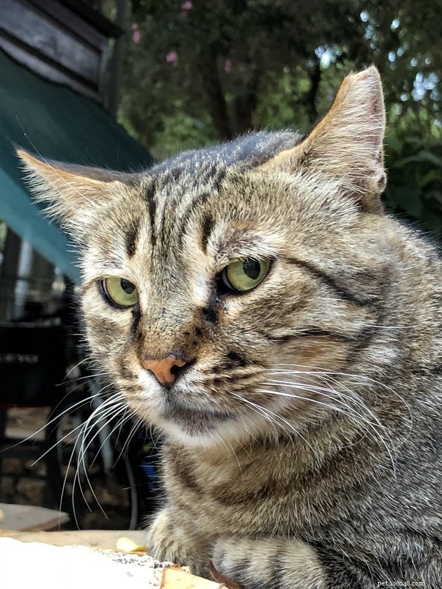 115 Powerful Cat Names for Your Fearless Feline