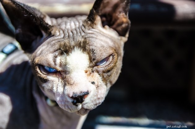 115 Powerful Cat Names for Your Fearless Feline