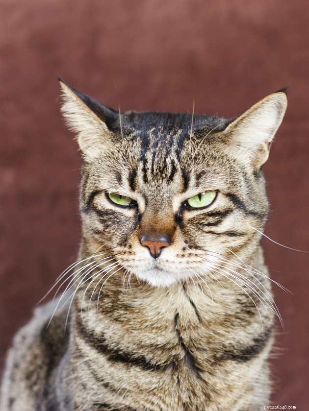 115 Powerful Cat Names for Your Fearless Feline