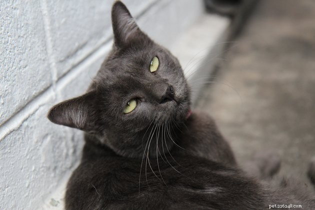 115 Powerful Cat Names for Your Fearless Feline