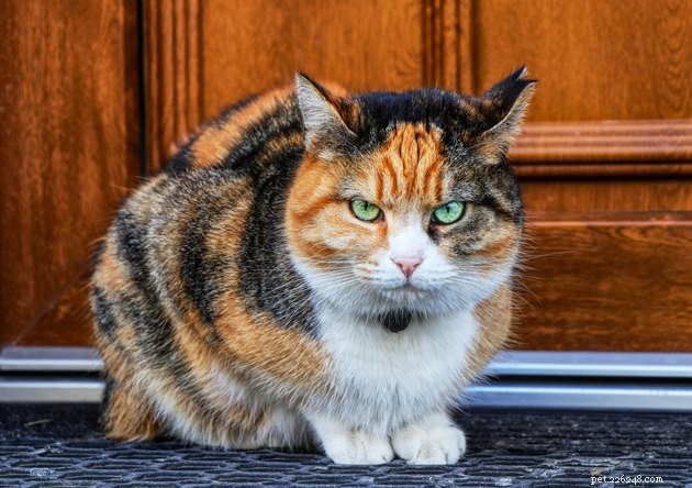 115 Powerful Cat Names for Your Fearless Feline