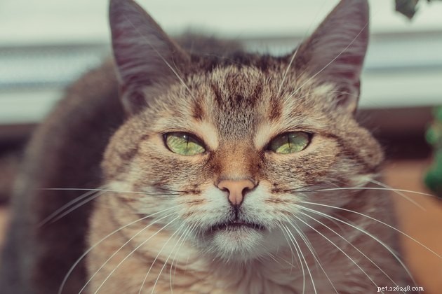 115 Powerful Cat Names for Your Fearless Feline
