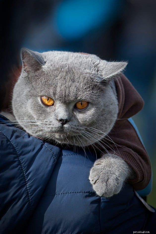 115 Powerful Cat Names for Your Fearless Feline