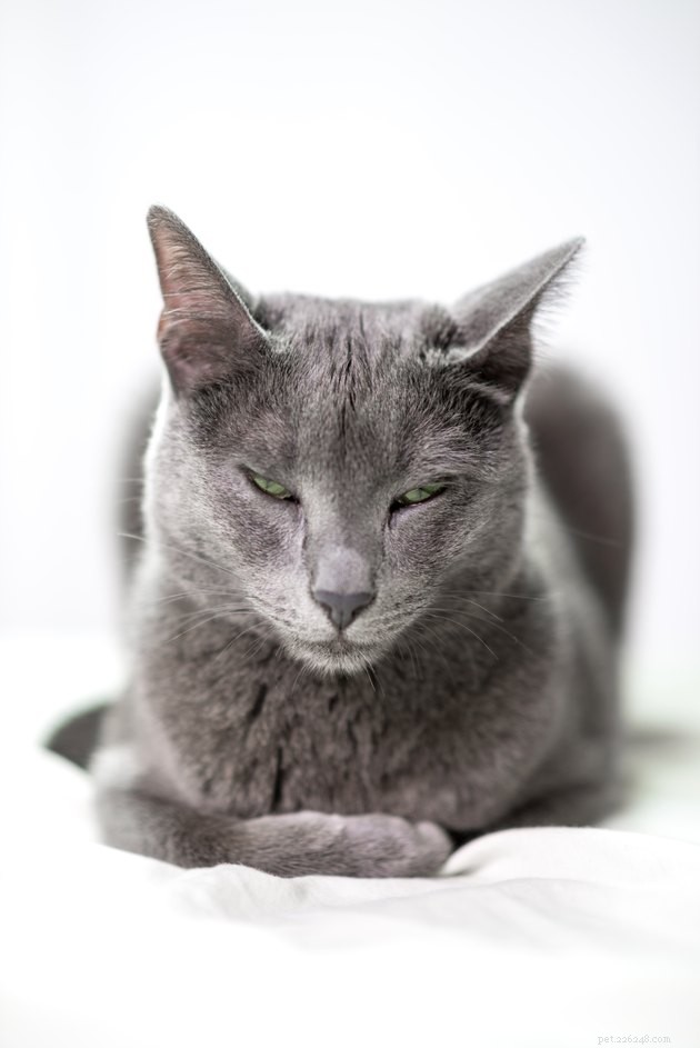 115 Powerful Cat Names for Your Fearless Feline